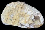 Agatized Fossil Coral Geode - Florida #82991-1